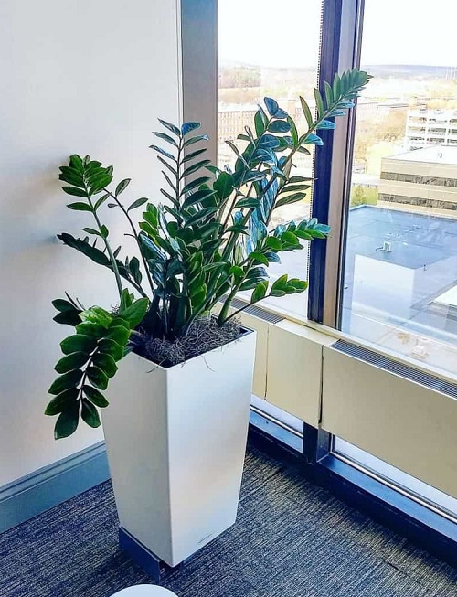 Big ZZ plant indoor