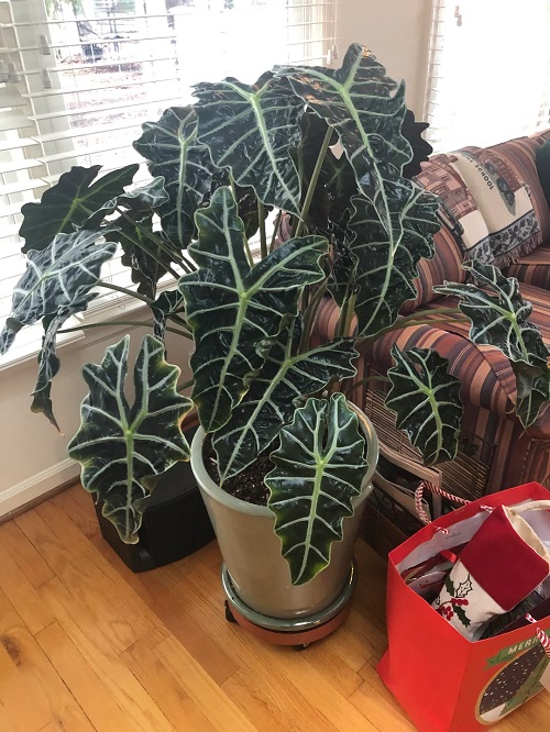 Plants with Big Leaves 3