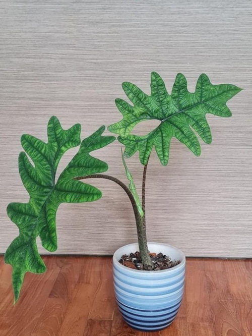 Alocasia Jacklyn Care and Growing Guide