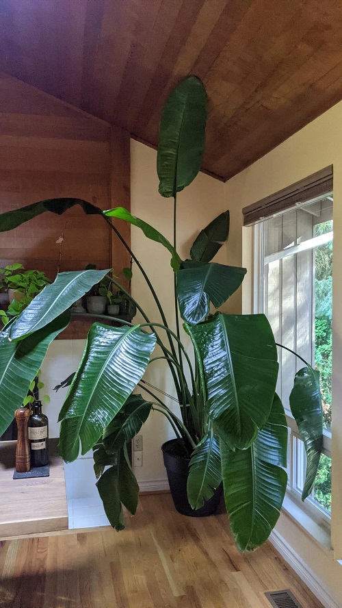 Outdoor Plants with Big Leaves 4