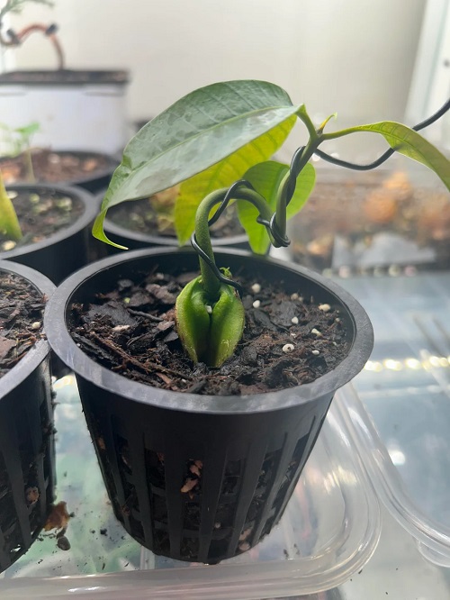 Breeding a Mango Bonsai Tree