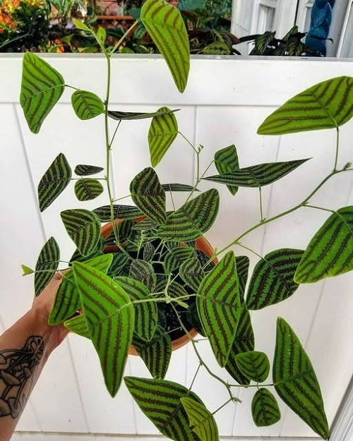 How to Grow and Care for Butterfly Wing Plant