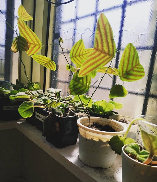 How to Grow and Care for Butterfly Wing Plant 2