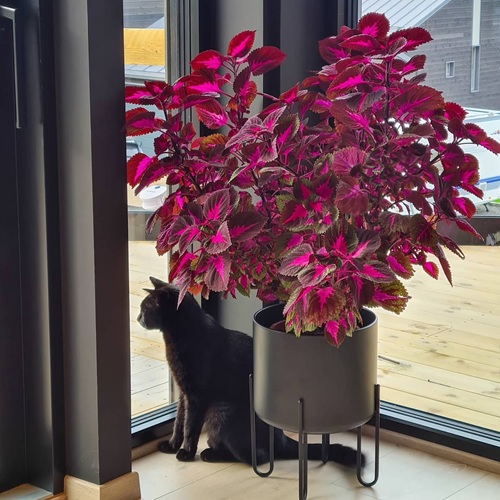 lovely Best Coleus Varieties