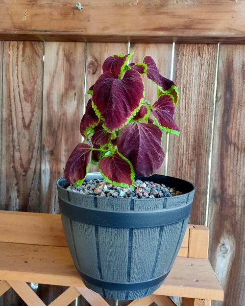 top Coleus Varieties