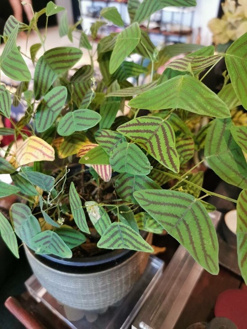 Butterfly Wing Plant in pot