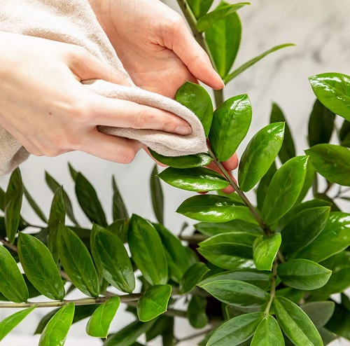 Dust and Clean the Leaves