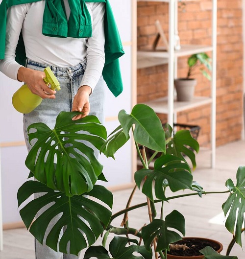 Make Your Monstera Split Faster 7