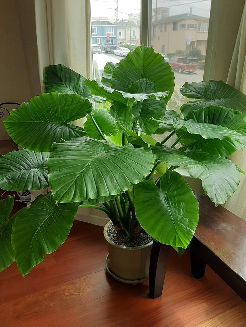 Elephant Ear Plant indoor
