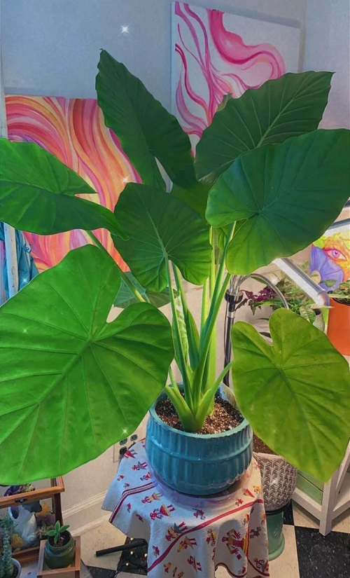 How to Grow Elephant Ear Plant 2
