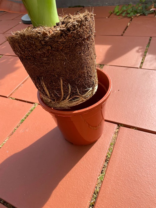 Elephant Ear Plant Repotting