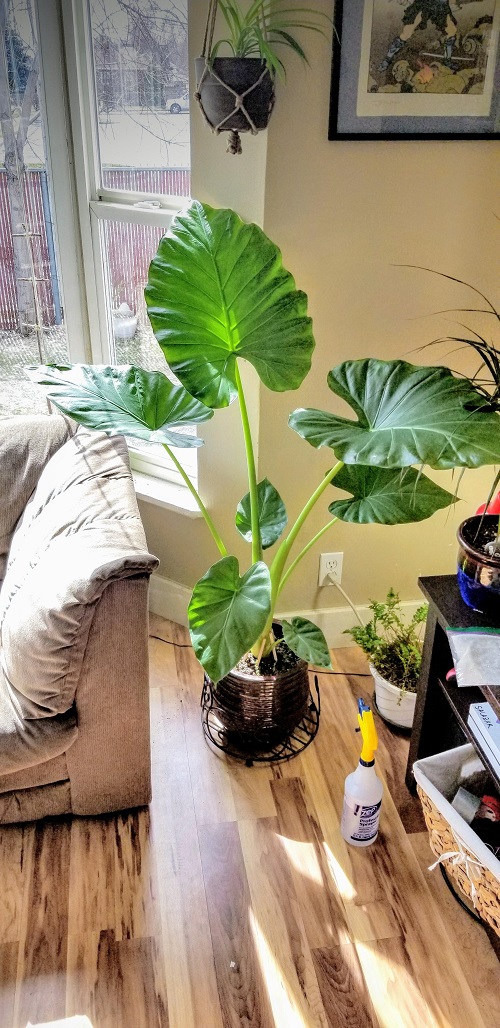 Elephant Ear Plant indoor 2