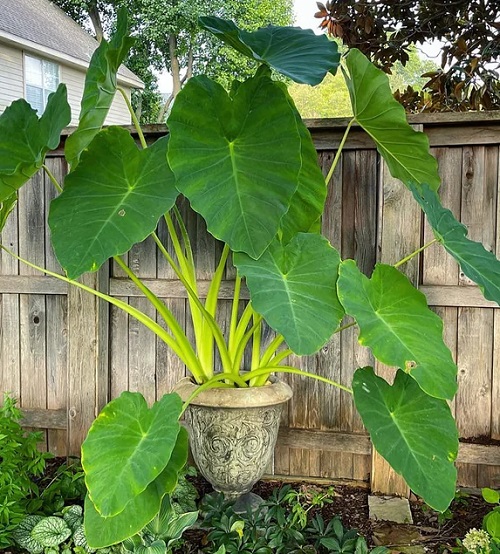 How to Grow Elephant Ear Plant 1