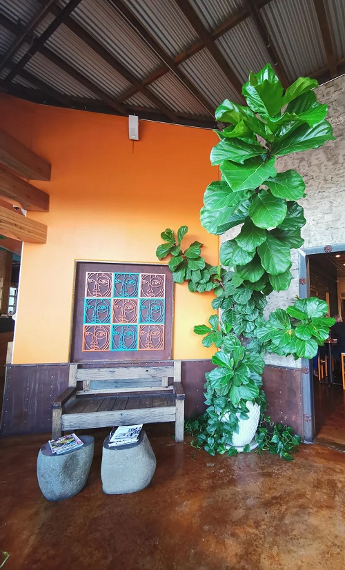 Outdoor Plants with Big Leaves 3