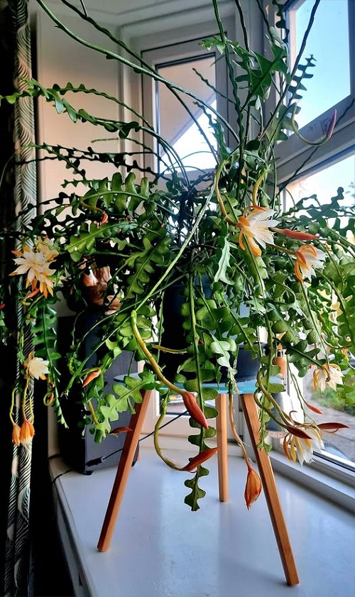 Fishbone Cactus near window