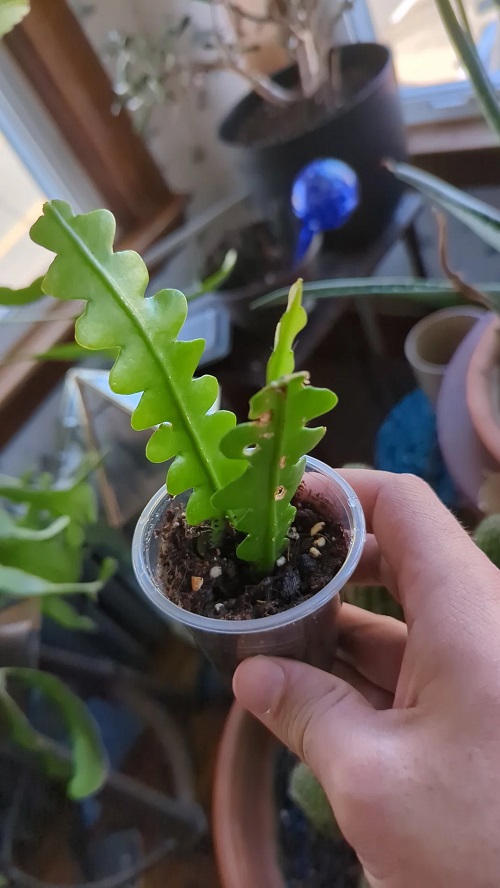 Propagating Fishbone Cactus