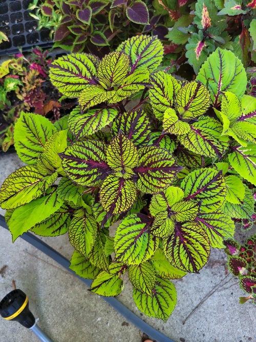 beautiful Coleus Varieties