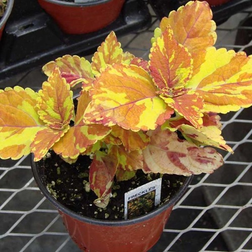 beautiful Coleus Varieties