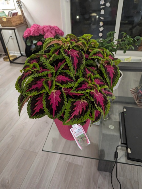 Coleus Varieties