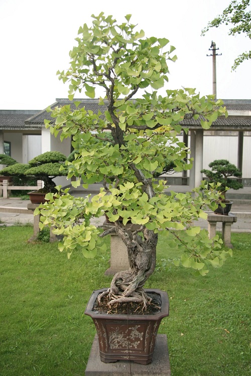 Ginkgo biloba bonsai 