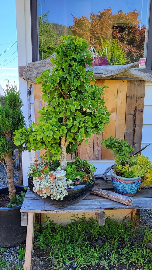 Ginkgo Bilola Bonsai Care Guide