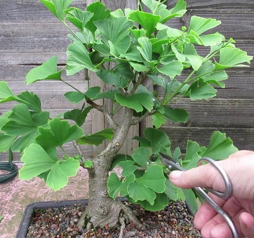 Ginkgo Biloba Bonsai pruning