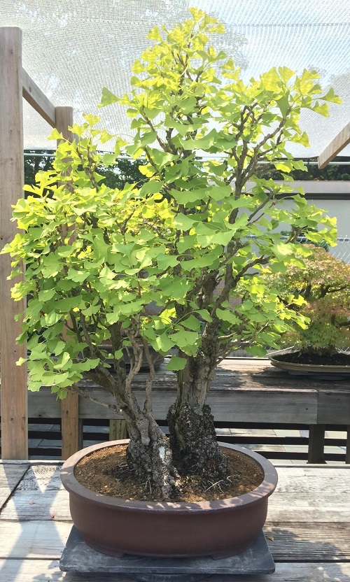 Ginkgo Bilola Bonsai Care Guide 2