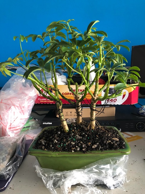 Growing a Hawaiian Umbrella Bonsai indoor