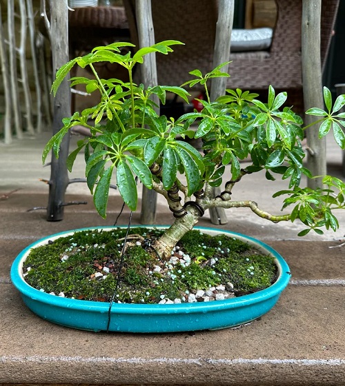 Growing a Hawaiian Umbrella Bonsai