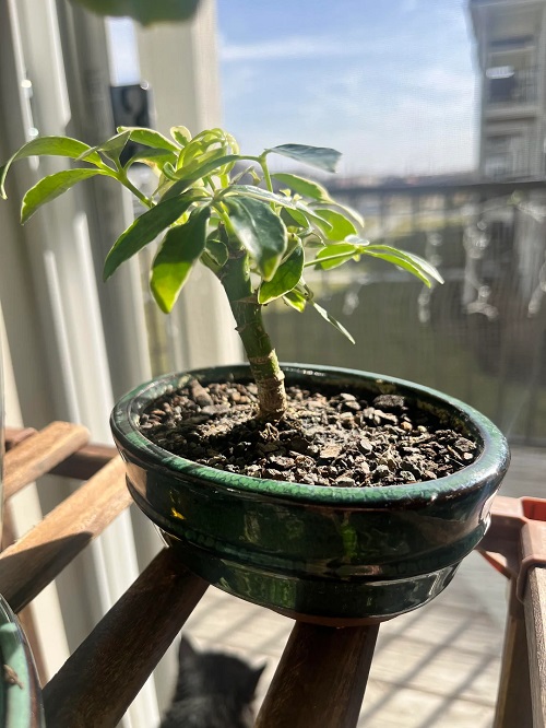 Hawaiian Umbrella Bonsai propagate