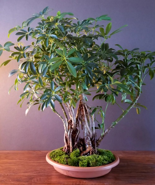 Hawaiian Umbrella Bonsai Care