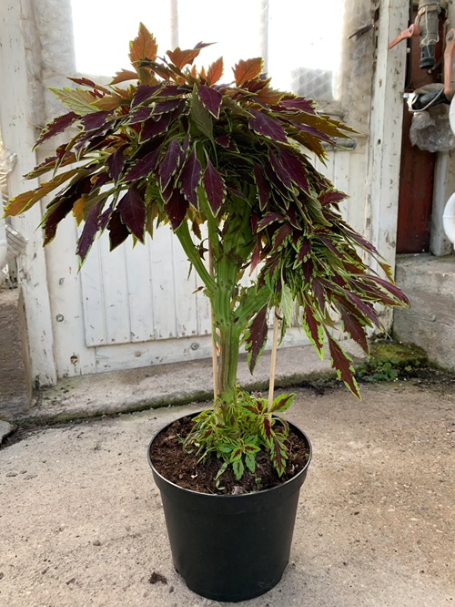 Best Coleus Varieties