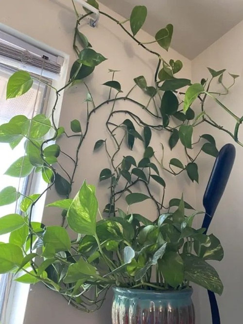 Train the Vines Along the Window Frame