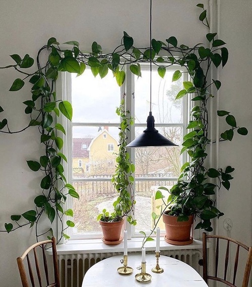 How to Grow a Lush Pothos on Your Window Frame