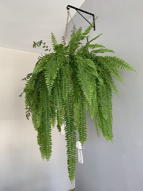 Houseplants You Can Split Without Cutting 6