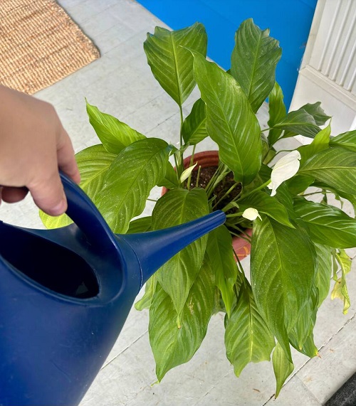 watering houseplants