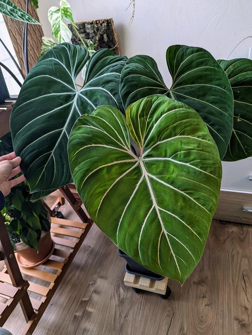 Outdoor Plants with Big Leaves 2
