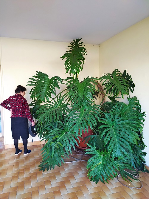 Plants with Big Leaves 1
