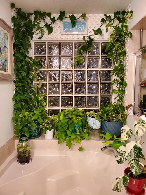 Pothos in Bathroom