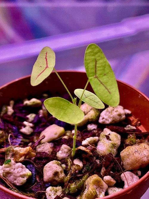 Propagating Butterfly Wing Plant