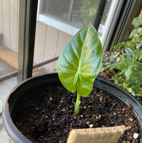 Propagating Elephant Ear Plant
