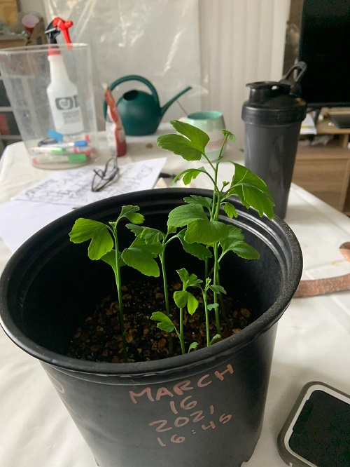 Propagating Ginkgo biloba