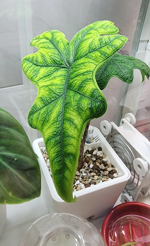 Requirements for Growing Alocasia Jacklyn