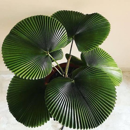 Beautiful Houseplants 4