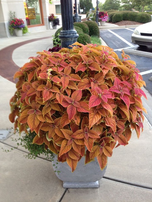 Coleus Varieties