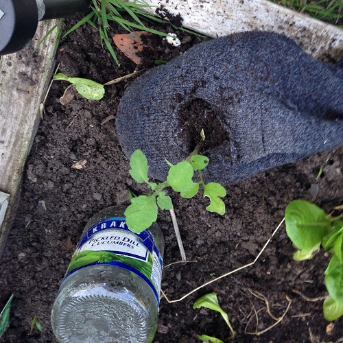Socks in the soil 2