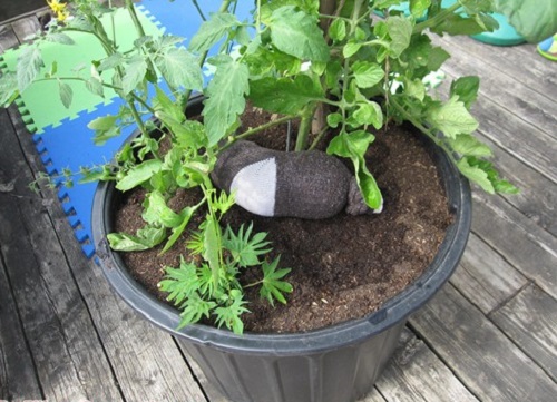 Socks in the soil