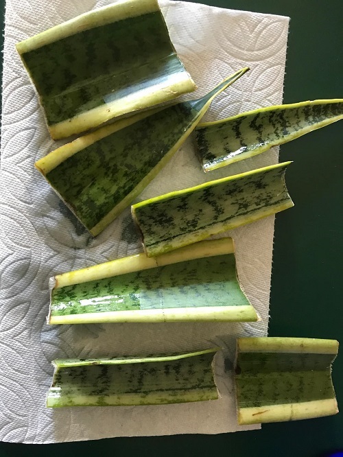 How to Use a Straw to Multiply Snake Plant Leaves-Without Cutting or Repotting 2