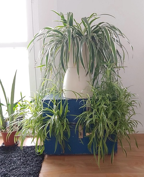 How to Make a Spider Plant Overflow with Pups- Without Fertilizer 2