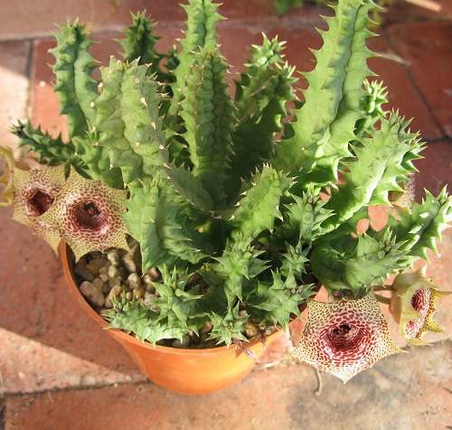 Stapelia Guttata